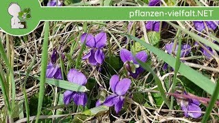 Duftveilchen  Muss duften   030418 Viola odorata  PflanzenBestimmung [upl. by Yezdnil9]