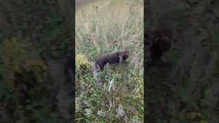 working cocker spaniel hunting cockerspainel cockerspanielworld dog workingdog gundog [upl. by Andreana]