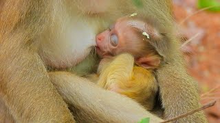 SO SWET MY LITTLE ROBIN TRY TO GET MILK MOMMA ROSE DURING ROSE EAT SOME FEED [upl. by Yslehc]