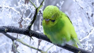 How to Take Care of a Budgie in the winter  Parakeet [upl. by Kaehpos346]