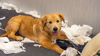 Are Golden Retrievers Prone to Dental Issues  Learn How to Take Care of Their Oral Hygiene [upl. by Ahsienel]