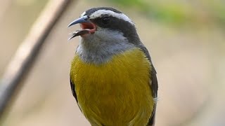 Cambacica nervosa cantando agressiva na natureza para endoidar machos e fêmeas [upl. by Sonaj]