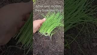 How to Grow Green Onions for New Gardener [upl. by Nalym215]