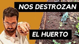 Destrozos en el huerto  Rehacer un bancal  plantar en otoño [upl. by Cohby]