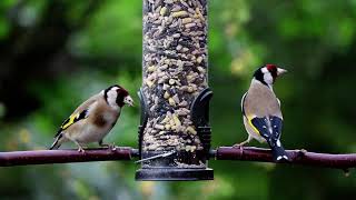 goldfinches birds [upl. by Freud]