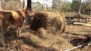 How to Protect a Round Bale of Hay with Livestock Fence Panels [upl. by Dorella]