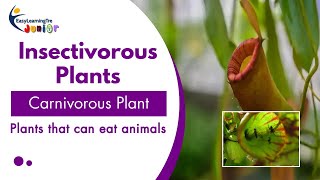 Carnivorous Plants  Insectivorous Plants  Pitcher Plants  Biology  Class 7  CBSE [upl. by Varick]