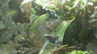 Dendrobates Auratus Super Blue Calling and other typical breeding behavior [upl. by Atrebla]