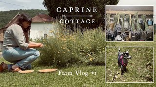 Caprine Cottage Farm Vlog 1  JUNE  Goat Walks Hay Making and Drying Flowers [upl. by Lachish453]