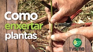 COMO ENXERTAR VIDEIRAS E DEMAIS PLANTAS [upl. by Jessica]