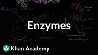 Enzymes  Energy and enzymes  Biology  Khan Academy [upl. by Sheba402]