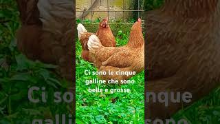 Galline del nostro vicino [upl. by Atteuqehs]