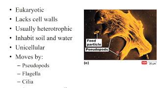 Lab 123 Protozoans Video Part 1 [upl. by Akeihsal]