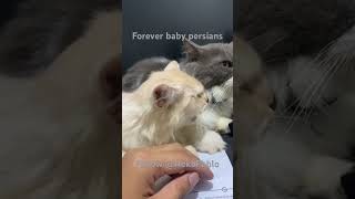 foreveryoung music song cat persiancatcorner lcatvideos usa funny persaincat catfunny ad [upl. by Ahtelahs807]