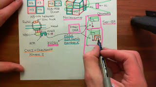 Homologous Recombination for Double Strand Breaks Part 2 [upl. by Villiers]