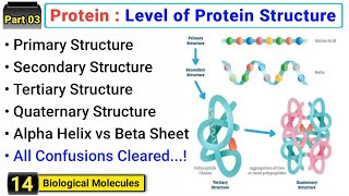 Structural organization of protein  Four levels of protein structure  Concept with easy examples [upl. by Silvanus]