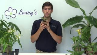 Staghorn Fern Growing Guide amp How to Mount [upl. by Bergquist]