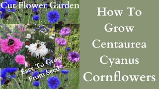 How To Grow Cornflowers  Centaurea Cyanus  Bachelors Buttons Cut Flower Garden [upl. by Iaverne]