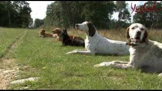 Hundeschule Was man über das Hundetraining wissen sollte [upl. by Arded]