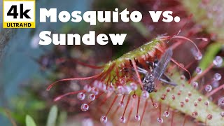 Mosquito Gets Deleted by Carnivorous Plant  4k Sundew Timelapse [upl. by Ollopa]