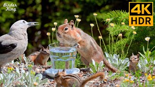 Cat TV for Cats to Watch 😺 Funny amp Cute Squirrels Chipmunks and Birds 🐿 8 Hours 4K HDR [upl. by Ahsenhoj]