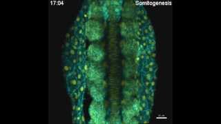 Movie Convergent extension and formation of ectodermal and mesodermal tissues [upl. by Eeresed]