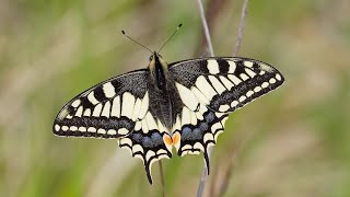 Papillon Machaon  Common yellow swallowtail butterfly  Kırlangıçkuyruk kelebeği Papilio machaon [upl. by Yehus]