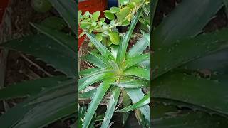 pineapple Dyckia video youtubeshorts [upl. by Nottus]