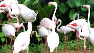 Wild Life DOCUMENTARY Flamingoes [upl. by Eened]