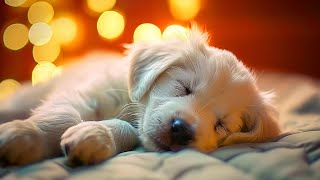 Deep Separation Anxiety Music for Dog Relaxation Helped 4 Million Dogs Worldwide Update [upl. by Snook]