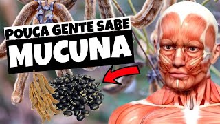 Mucuna pra que Serve Top 5 Benefícios [upl. by Bloomer]