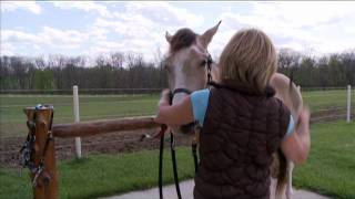 Changeable Browbands [upl. by Phillida]