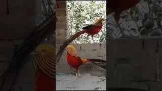 pheasant birds viralshort subscribe youtubeshorts [upl. by Etteraj]