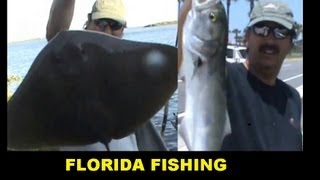 HALIFAX RIVER BLUEFISH amp BIG STINGRAYS [upl. by Scarlet]