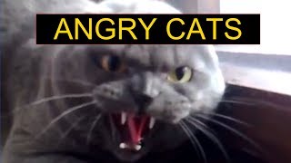 Angry Cats Compilation  Funny Cats Compilation [upl. by Laram]