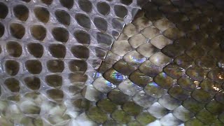 Python Shedding Skin  Mesmerizing Closeups [upl. by Ierna]