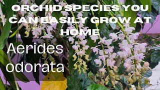 How to care for Vanda orchid Aerides odorata [upl. by Fosdick]