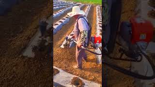 The process of using a manual lawn mower for planting seedlings [upl. by Horwitz]