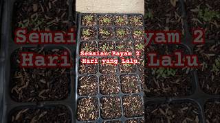 Pertumbuhan Semaian Benih Bayam seedlingtrays spinach vegetables farming garden nature [upl. by Baseler]