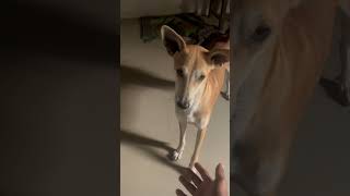 Smart dog😎darloviralvideo [upl. by Sito]