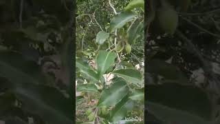 மகிழம் மரம் 🥰Mimusops Elengi  Spanish Cherry ❤️💞 gardening garden nature plants love [upl. by Gare]