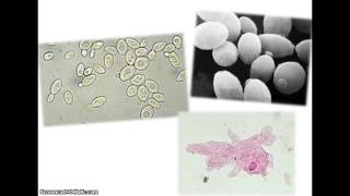 La cellule unité structurale du vivant [upl. by Let]