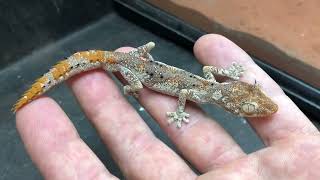 Northern SpinyTailed Gecko Strophurus ciliaris captive husbandry [upl. by Laurianne]