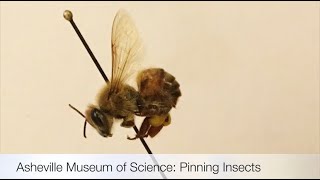 Pinning Insects [upl. by Hutchinson]