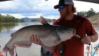 Big Blue Catfish Bumping the Coosa River [upl. by Ignatius]