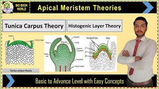 Tunica Corpus Theory  Histogenic Layer Theory  Shoot Apical Meristem Theories [upl. by Brigham]