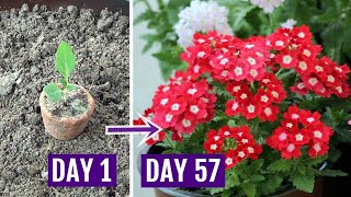 How to Grow Verbena Plant with All Care Tips  Complete Guide [upl. by Ahsenre207]