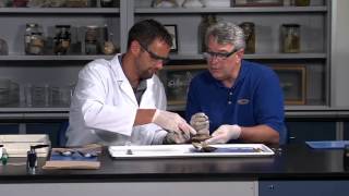 Detailed Clam bivalve molluscs or mollusks Dissection Jr High High School and College Review [upl. by Eenafit]