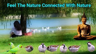 bird sound for meditation । meditation bird sounds । meditation music for birds [upl. by Cam428]