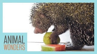 Porcupine Eats Fruit [upl. by Shelton]